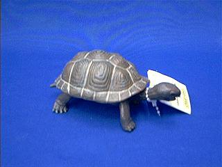 turtle toy galapagos baby