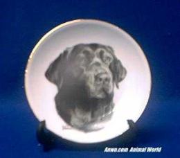 chocolate lab plate porcelain