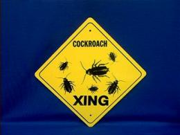 cockroach sign