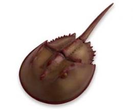 horseshoe crab toy miniature replica