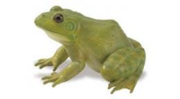 frog-toy-animal.jpg