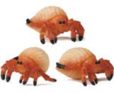 hermit crab toy mini good luck