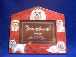 maltese picture frame