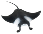 manta_ray_small.jpg