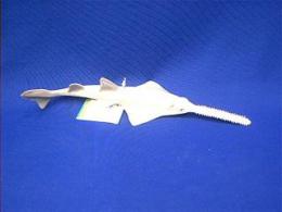 sawfish toy replica