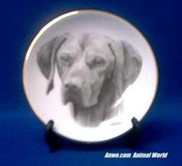 vizsla plate porcelain gold trim